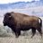 BuffaloPhil