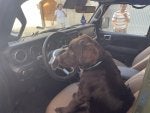 Car Vehicle Dog Motor vehicle Liver