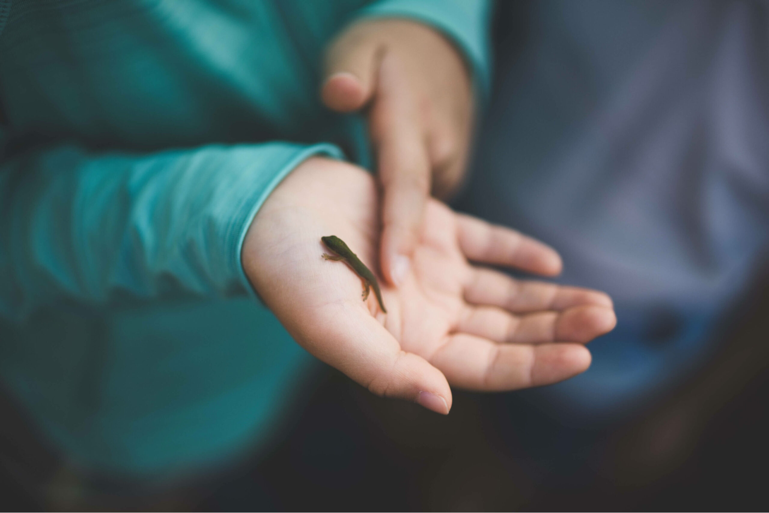 Small lizard in the palm of a child's hand